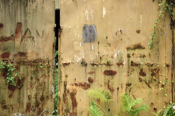 eski ve paslı demir duvar sürünen otlar ile