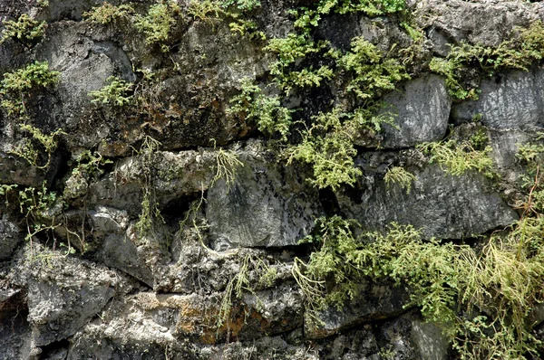 Paredes monótonas com plantas selvagens — Fotografia de Stock