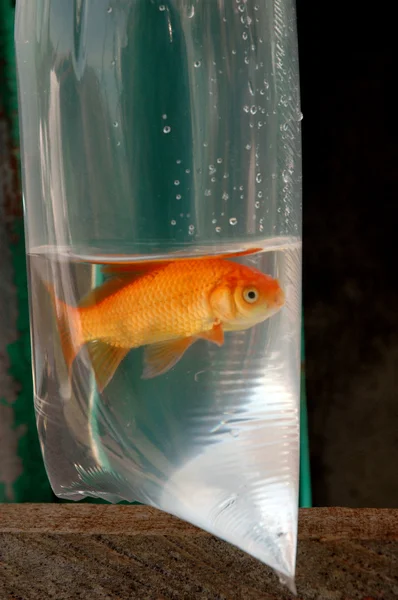 Золота рибка в пластиковій упаковці для продажу — стокове фото