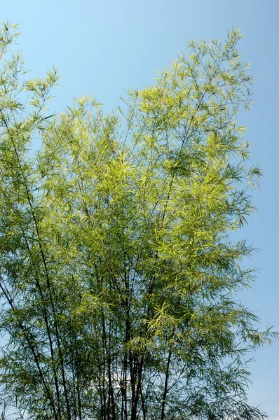 Bamboo trees — Stock Photo, Image