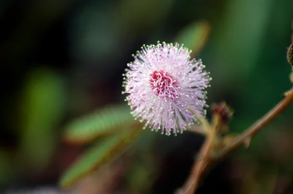 Mimosa-Pudica flower — Stock Photo, Image