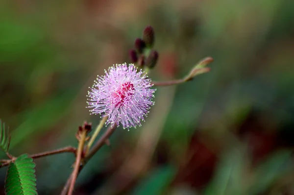 Mimosa pudica çiçek — Stok fotoğraf