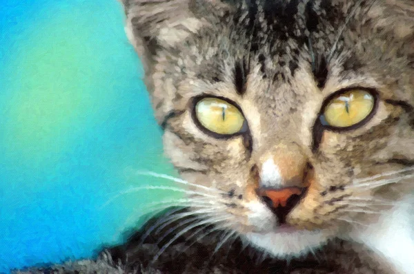 Kočka s žlutýma očima zíral — Stock fotografie