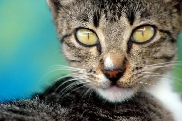 Bir kedi sarı gözlerle baktı — Stok fotoğraf