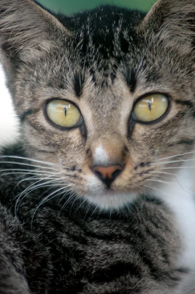 Bir kedi sarı gözlerle baktı — Stok fotoğraf