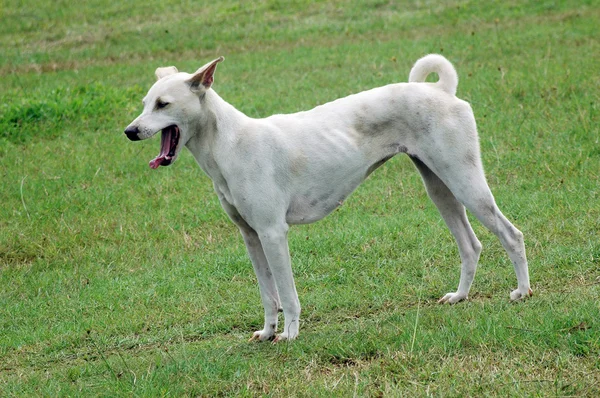 Weißer Hund gähnt — Stockfoto