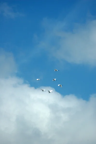 Flock of white birds — Stock Photo, Image