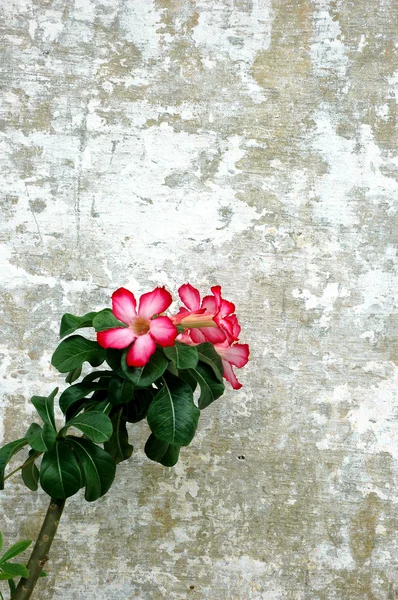 Κόκκινα λουλούδια στον πέτρινο τοίχο — Φωτογραφία Αρχείου