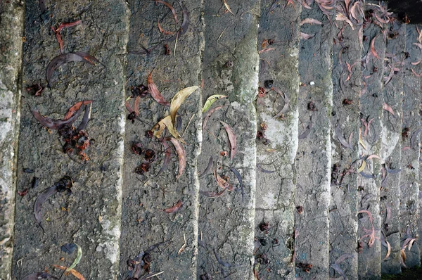 混凝土台阶浮油和苔藓 — 图库照片