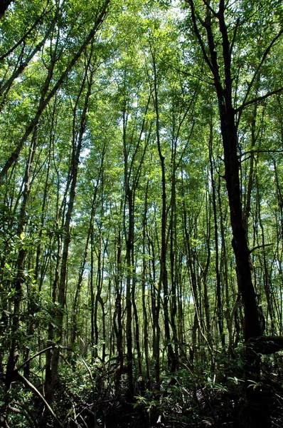 红树林森林保护 — 图库照片