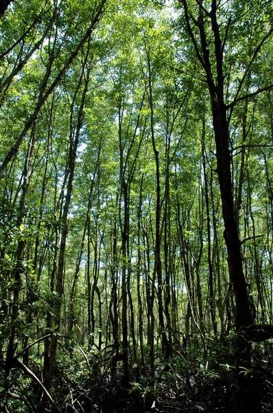 Mangrove forest conservation — Stock Photo, Image