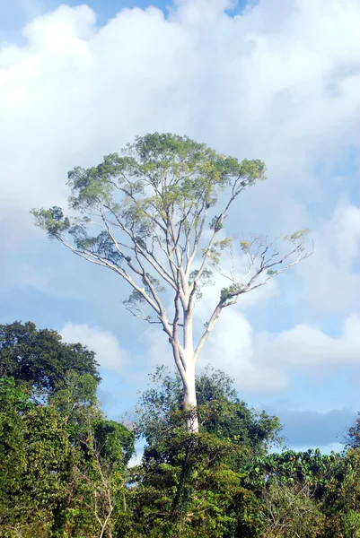 Un gran árbol blanco en medio del bosque tropical — Foto de Stock