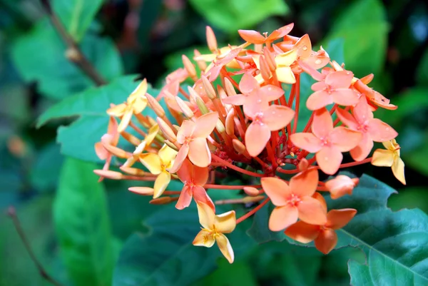 Hermosa flor naranja — Foto de Stock