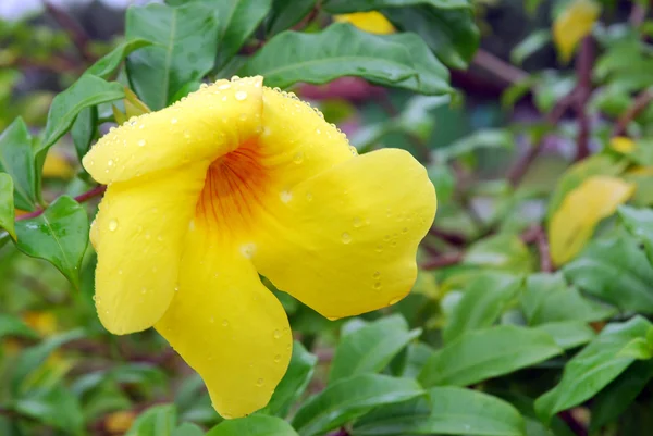 Hermosa flor amarilla —  Fotos de Stock