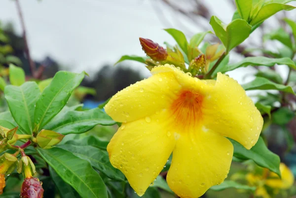 Mooie gele bloem — Stockfoto