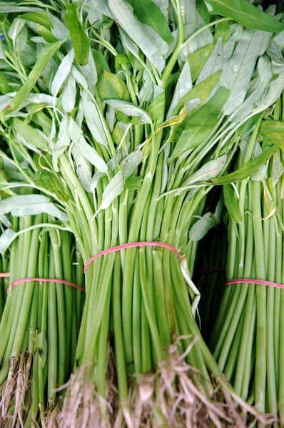 Fresh vegetable kale — Stock Photo, Image