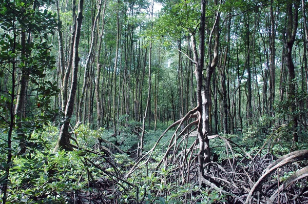 Mangrovový les — Stock fotografie