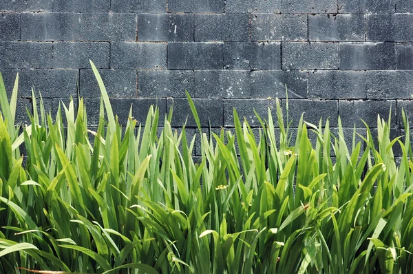 Muro de hormigón con plantas verdes —  Fotos de Stock