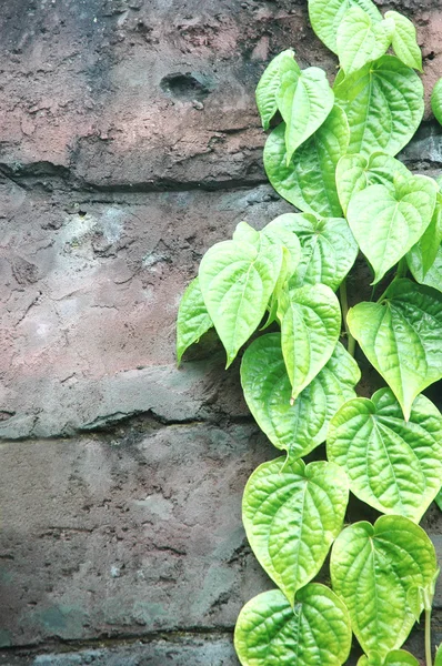 Fili di foglie verdi sulla parete — Foto Stock