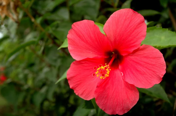 Red hibiscus (hibiscus rosa-sinensis) — Stock Photo, Image