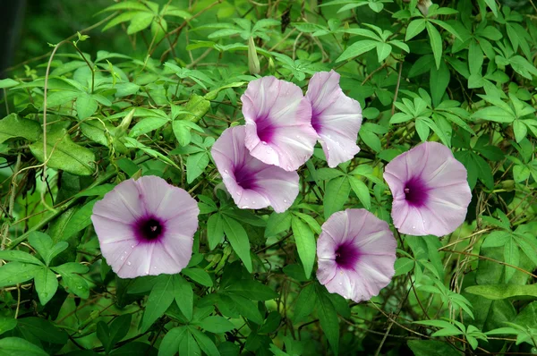 紫色的野生花卉 — 图库照片