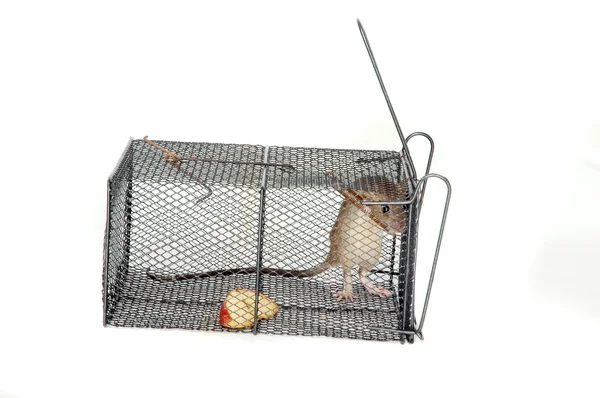 Een rat in een metalen trap — Stockfoto