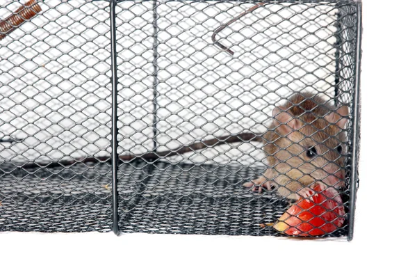 A rat in a metal trap — Stock Photo, Image