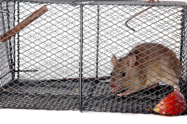 A rat in a metal trap — Stock Photo, Image