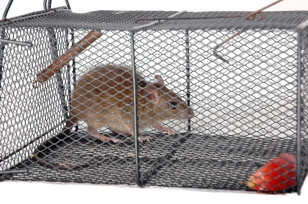 A rat in a metal trap — Stock Photo, Image