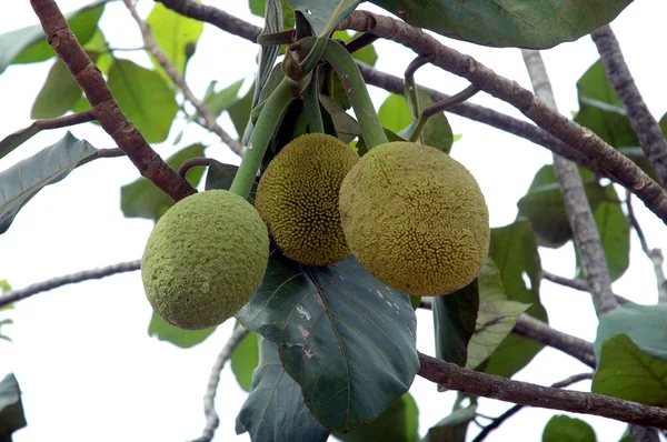 Terap (artocarpus odoratissimus), de tropische vruchten op borneo Indonesië — Stockfoto