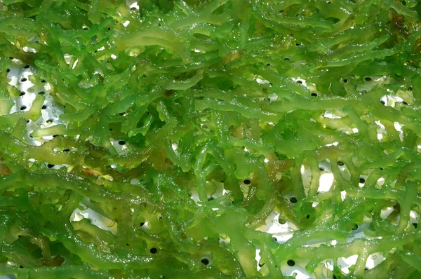 Zielone wodorosty kandyzowane — Zdjęcie stockowe