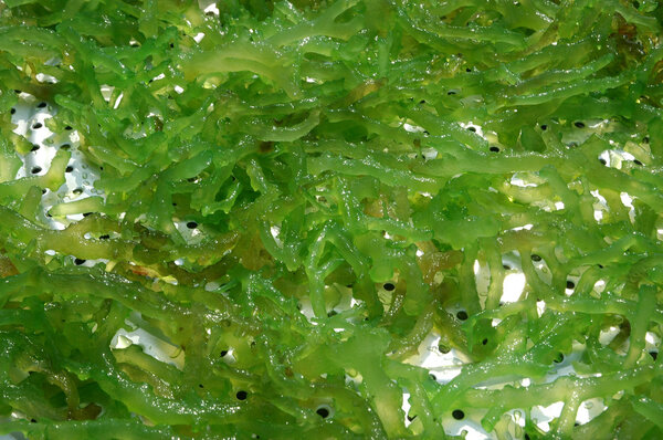 green candied seaweed