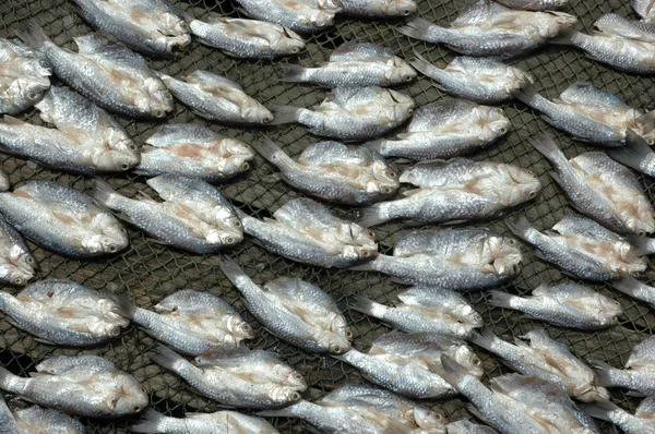 Pattern of dry fish — Stock Photo, Image