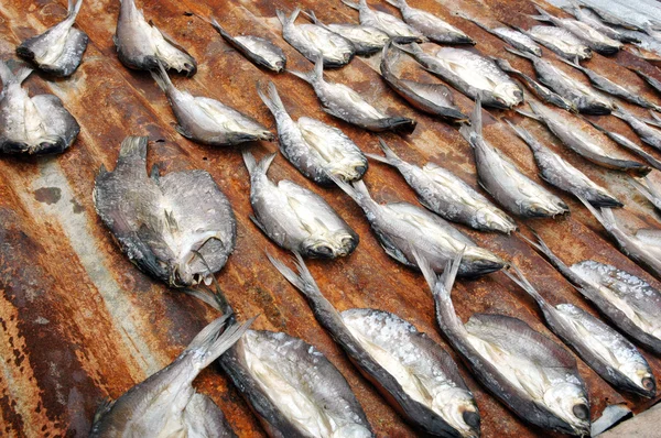 Trockenfisch — Stockfoto