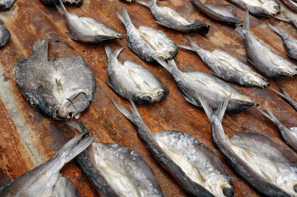 Trockenfisch — Stockfoto