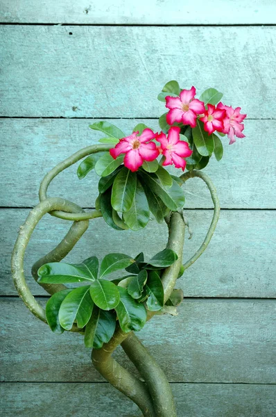 Cambodian Red Flowers (Plumeria rubra) — Stock Photo, Image