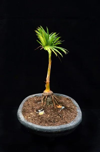 Bonsai palmeira — Fotografia de Stock
