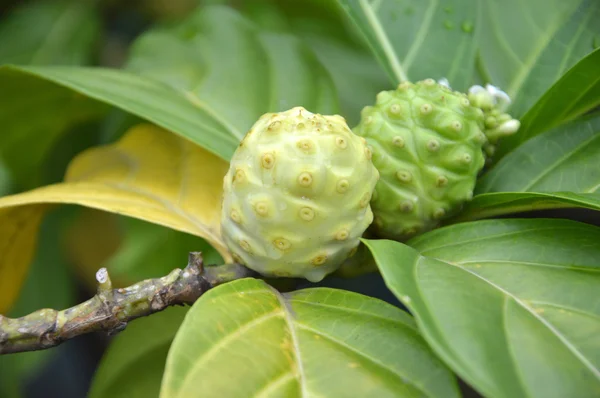 Плоды нони (Morinda citrifolia) ) — стоковое фото