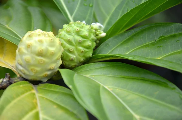 Noni frukt (Morinda citrifolia) — Stockfoto