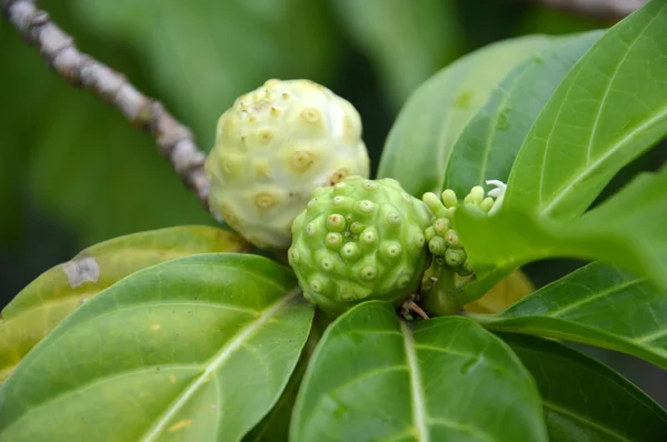 Non i frutti (Morinda citrifolia ) — Foto Stock