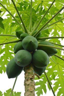 Papaya