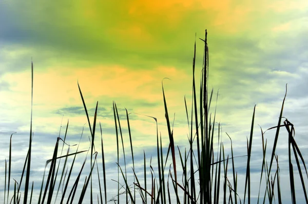 Erba del deserto — Foto Stock