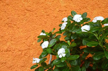 catharanthus çevresi