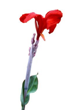Kana çiçekler (Canna Lily veya Canna Indica)