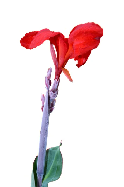 ΚΑΝΑ λουλούδια (κρίνων Canna ή Canna Indica) — Φωτογραφία Αρχείου