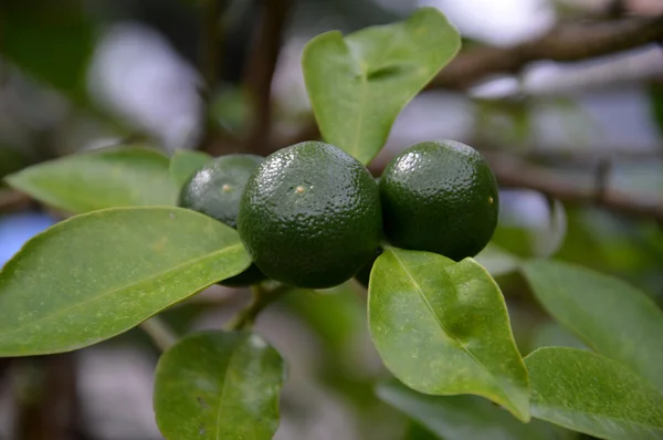 Frutas de lima —  Fotos de Stock