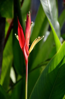 Heliconia çiçek (heliconia psittacorum)