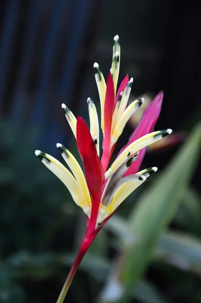 Heliconia bloem (heliconia psittacorum) — Stockfoto