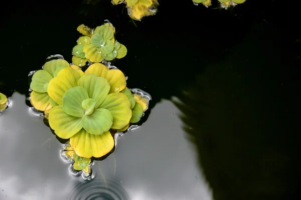 池の植物 — ストック写真