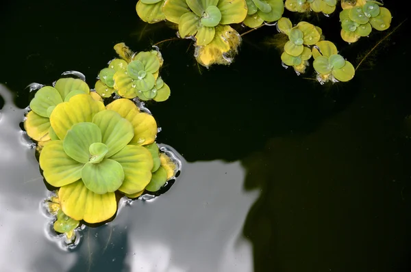 Plantas da lagoa — Fotografia de Stock